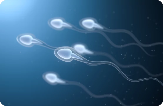 Embryo Transfer