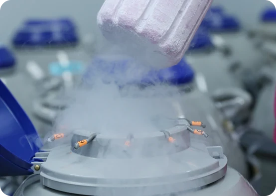 Egg Freezing/Social Freezing